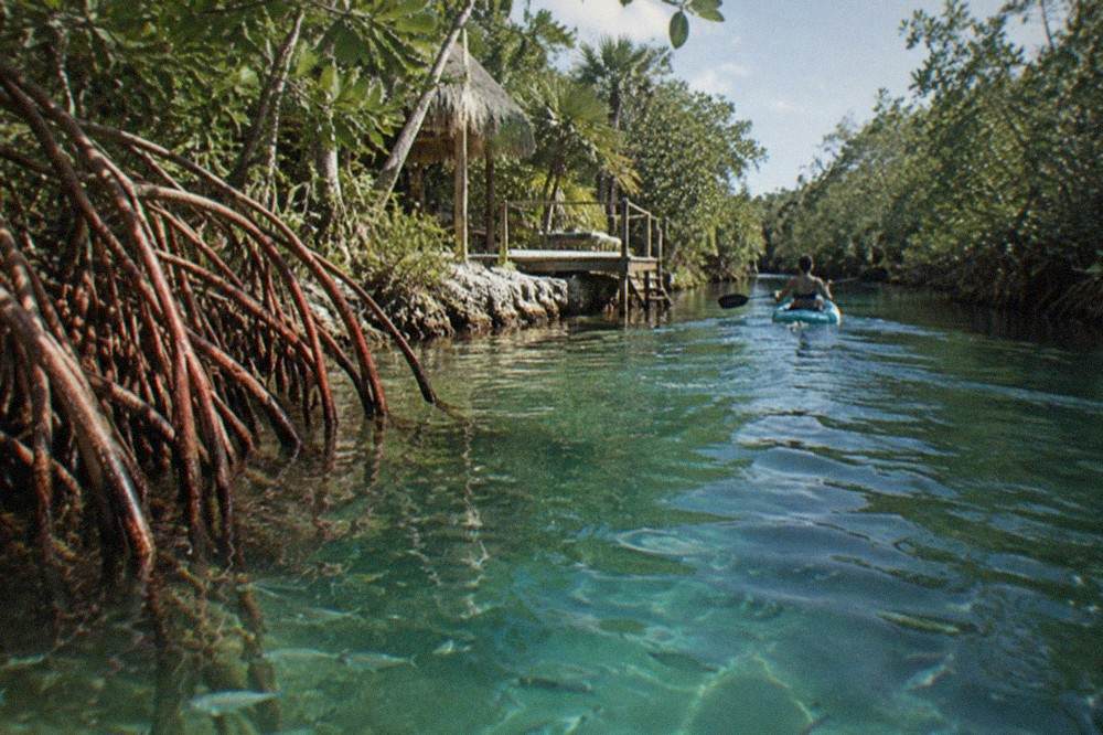 Mangrove roots and green water along a narrow open cenote channel