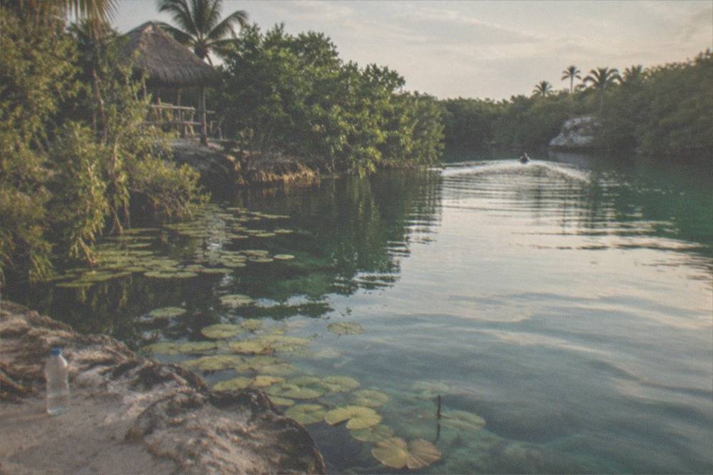Calm green lagoon water with mangrove trees and lily pads along the shore