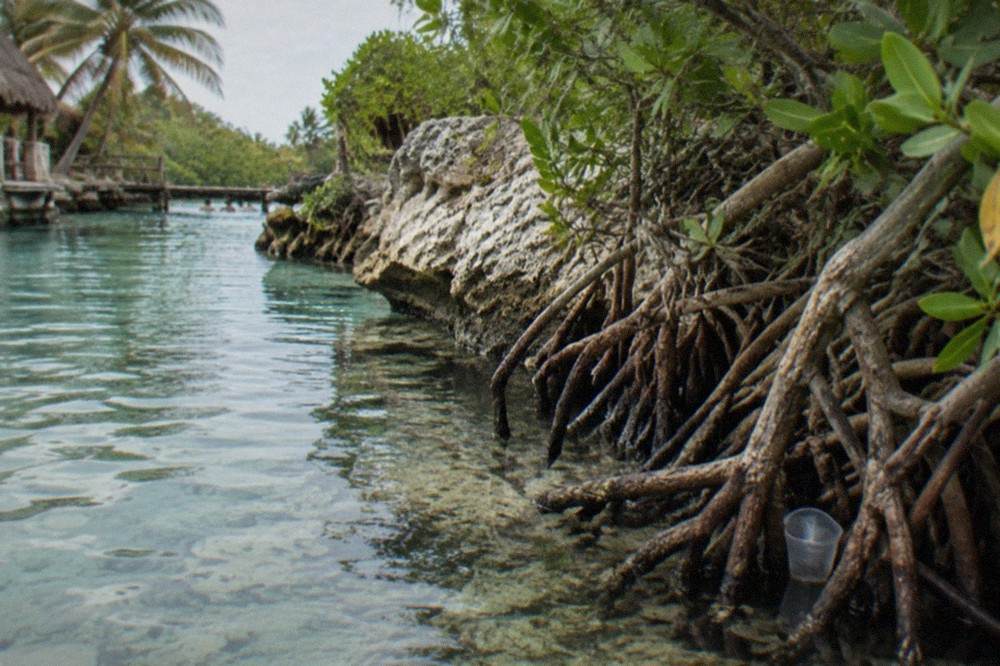 Shallow turquoise water lapping at limestone and mangrove roots along a calm river channel