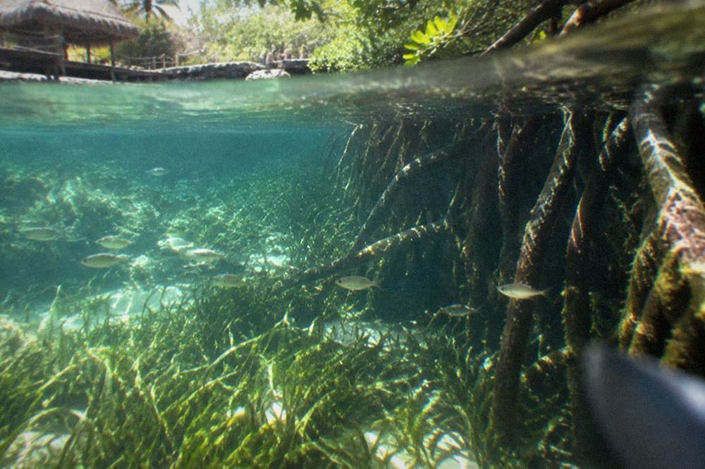 Snorkeler's view of sunlit water over seagrass beside tangled mangrove roots