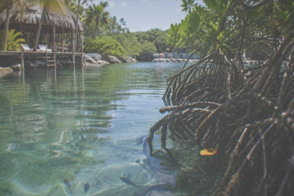A calm mangrove lagoon with tree roots reaching into clear shallow water and sun on the surface
